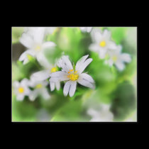 WOODLAND FLOWERS postcards