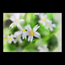 WOODLAND FLOWERS posters