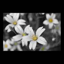 WOODLAND FLOWERS posters