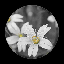 WOODLAND FLOWERS SC magnets