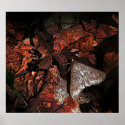 Woodland Moth posters