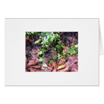 Woodland Walk Card