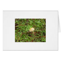 Woodland Walk Card