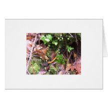 Woodland Walk Cards