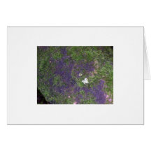 Woodland Walk Greeting Cards