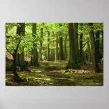 Woodland Walk Posters