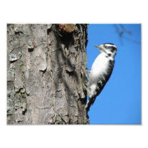 Woodpecker Art Photo