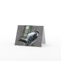 Woodpecker Card