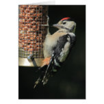 Woodpecker cards