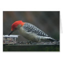 Woodpecker card
