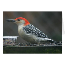Woodpecker card