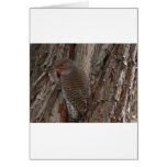 woodpecker,common flicker cards