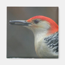 Woodpecker magnet