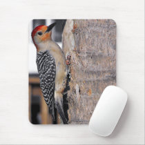 Woodpecker Portrait