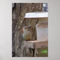 Woodpecker Poster