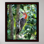 Woodpecker Print