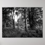 Woods Bute Park, Cardiff Print