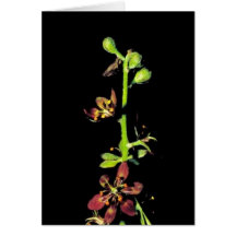Wood's false hellebore greeting card
