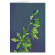 Wood's false hellebore greeting card