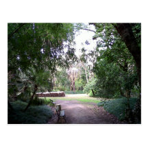 Woods Postcard