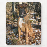 Woods Walk Boxer