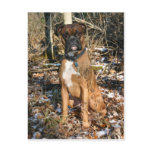 Woods Walk Boxer postcards