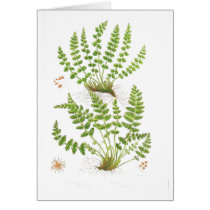Woodsia Fern Greeting Card