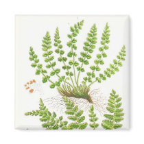 Woodsia Fern Refrigerator Magnet