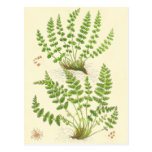 Woodsia Fern Post Cards