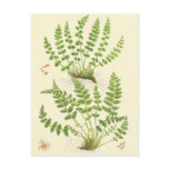 Woodsia Fern Post Cards