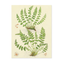 Woodsia Fern Post Cards