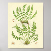 Woodsia Fern Print