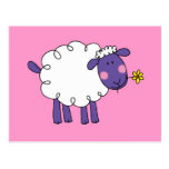 Woolly sheep postcards