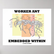 Worker Ant Embedded Within (Ant Morphology)