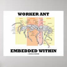 Worker Ant Embedded Within (Ant Morphology) Poster