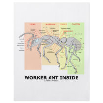 Worker Ant Inside (Ant Anatomy)
