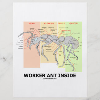 Worker Ant Inside (Ant Anatomy) Flyer