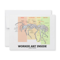 Worker Ant Inside (Ant Anatomy)