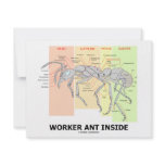 Worker Ant Inside (Ant Anatomy) invitations