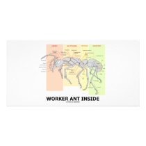 Worker Ant Inside (Ant Anatomy)