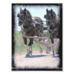 Working Amish Pinto Draughts Art Photo