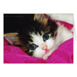 Worlds Cutest Kitten Cards
