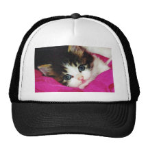 Worlds Cutest Kitten Hats