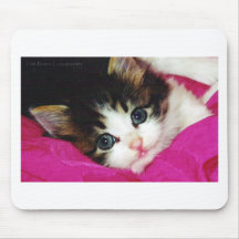 Worlds Cutest Kitten Mouse Pads