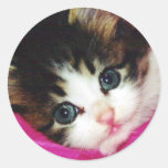 Worlds Cutest Kitten Stickers