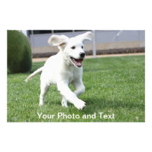 world's cutest puppy photo