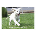 world's cutest puppy photography