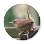 Wren Fridge Magnet