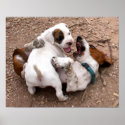 Wrestle Playing American Pit Bull & Basset Hound posters