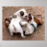 Wrestle Playing American Pit Bull & Basset Hound posters